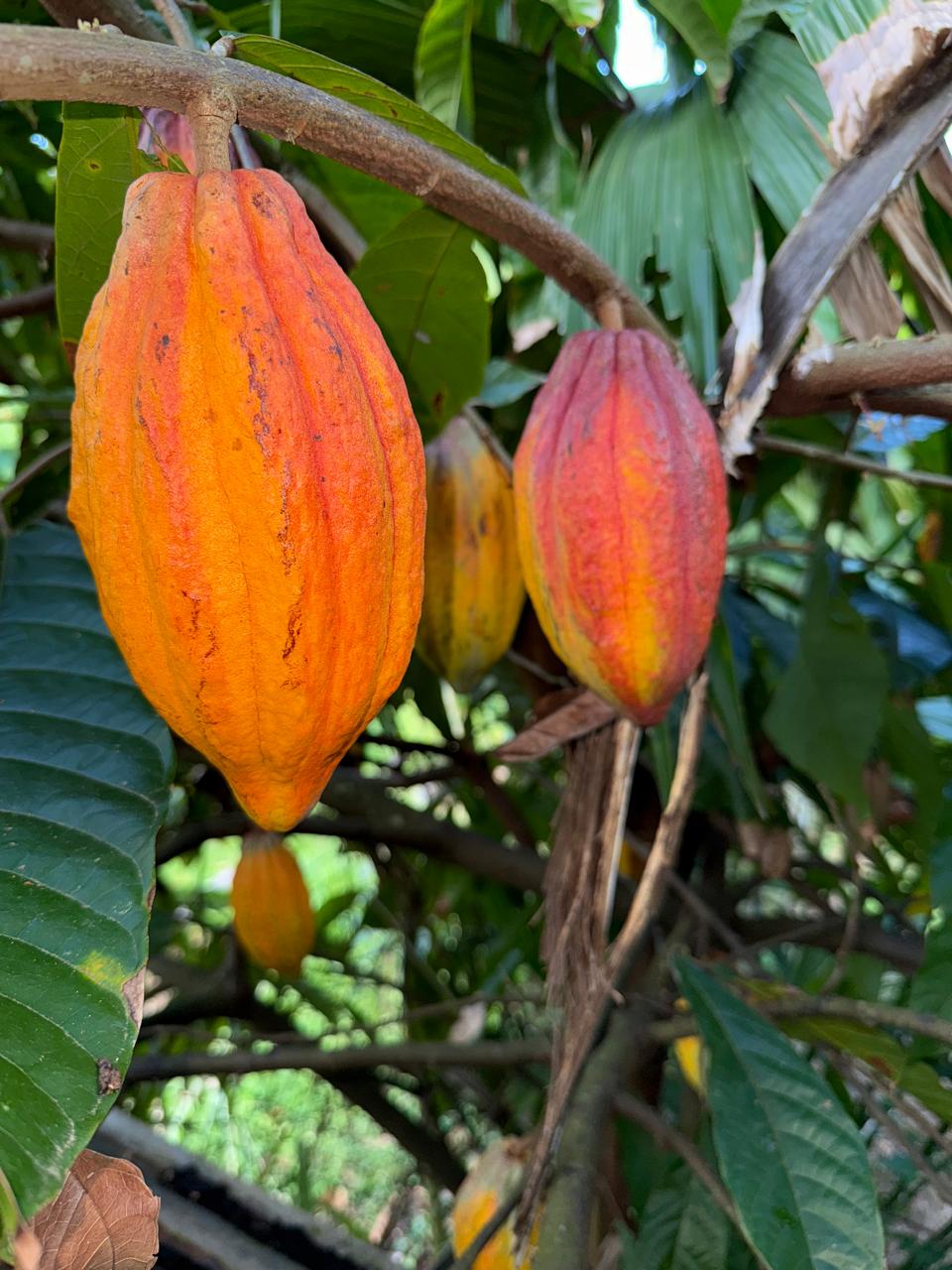 Origen Bocas del Toro